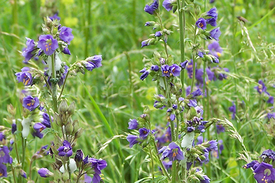 Jacobs Ladder, just one of the many fine wildflowers to be found in Lathkill Dale
