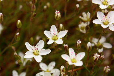 The tiny white flowers of Spring Sandwort - known locally as Leadwort