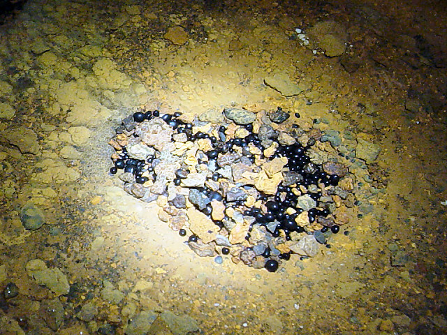 Some unusual black cave pearls in a nest.