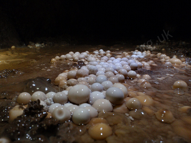 A close-up of pristine cave pearls