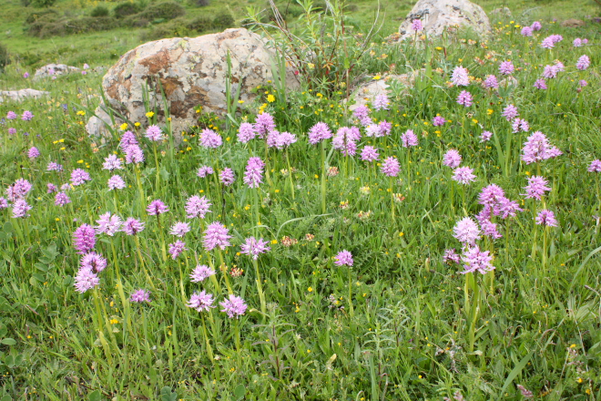A group of "Orchis Italica" (similar to UK common spotted orchids)