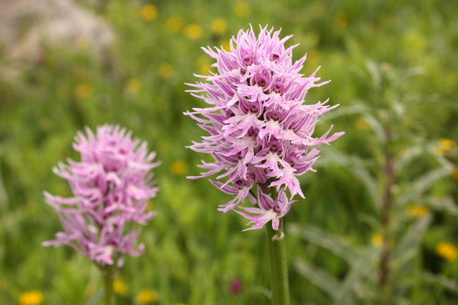 Close up of two Orchis italica