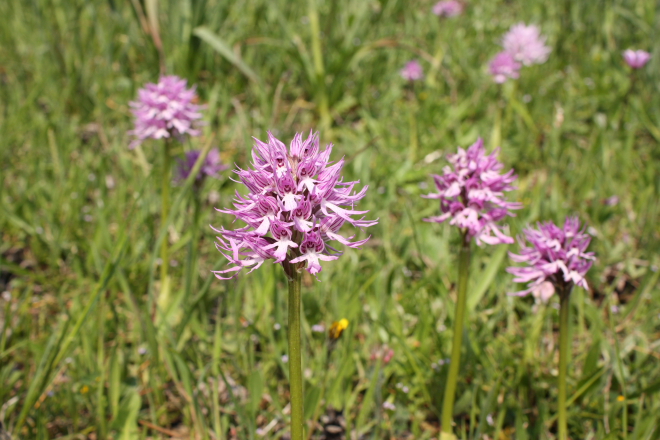 A small group of "Orchis Italica" orchids in Nebrodi National Park, Sicily