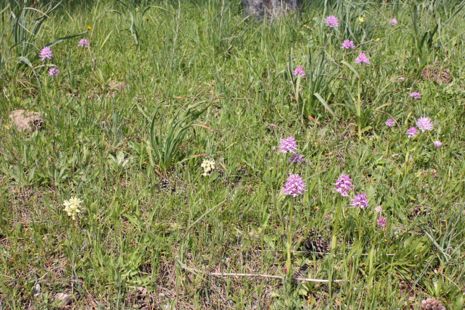 "Orchis Italica" (pink spotted) & "Orchis provincialis" (the yellow orchids)