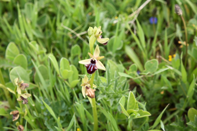 A Sicilian Bee Orhid (Ophrys  sphegodes group - incubacea or passionis)