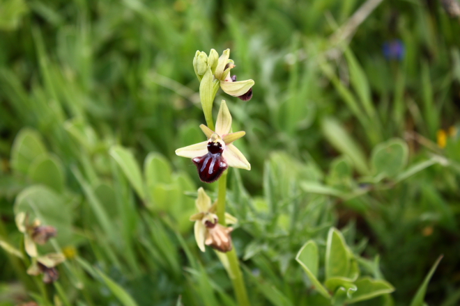 A Sicilian Bee Orhid (Ophrys  sphegodes group - incubacea or passionis)