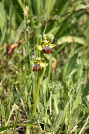 A Sicilian Bee Orhid Ophrys fusca group