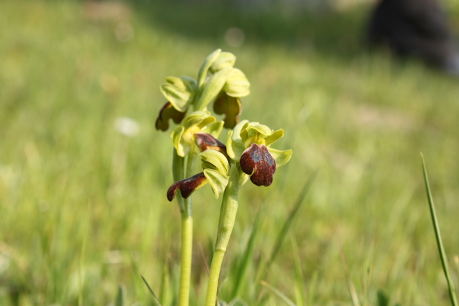 A wild Bee orchid (Ophrys fusca group) found in the Nebrodi National Park, Sicily.