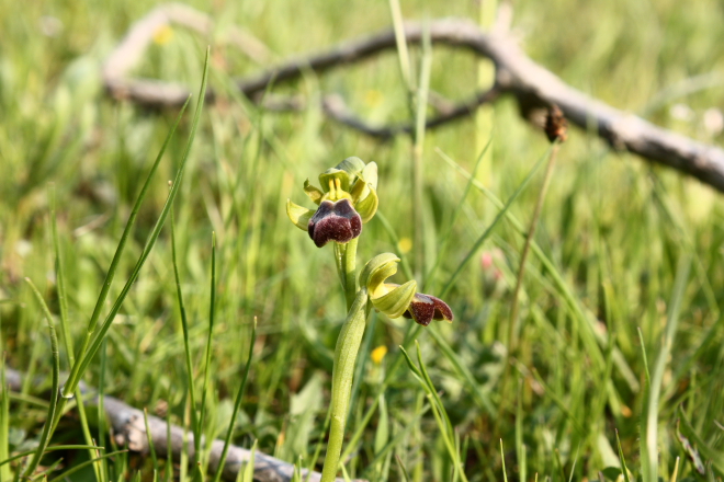 A wild Bee orchid (Ophrys fusca group) found in the Nebrodi National Park, Sicily.