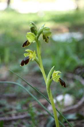 A wild Bee orchid (Ophrys fusca group) found in the Nebrodi National Park, Sicily.