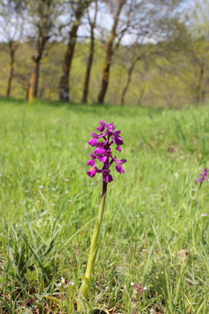 Wild orchids in Sicily - Anacamptis picta