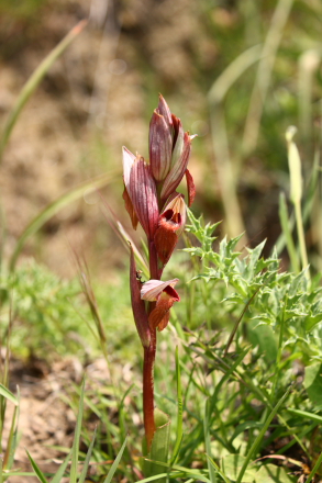 Wild orchid - Serapias sp.