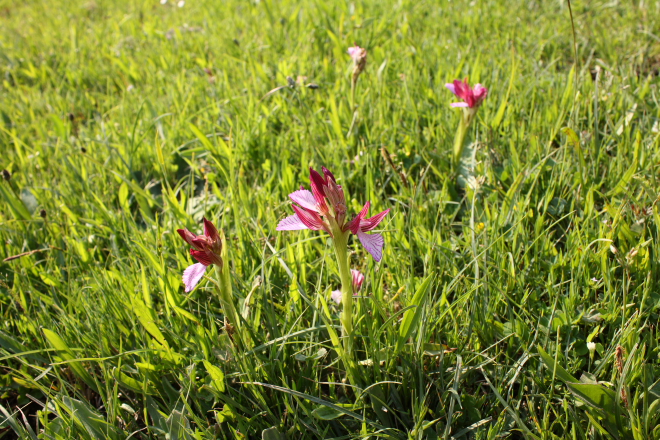 Wild orchid - Anacamptis papilionacea