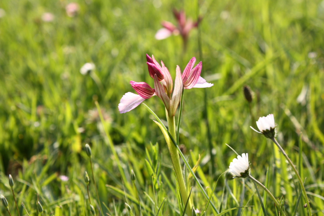 Wild orchid - Anacamptis papilionacea