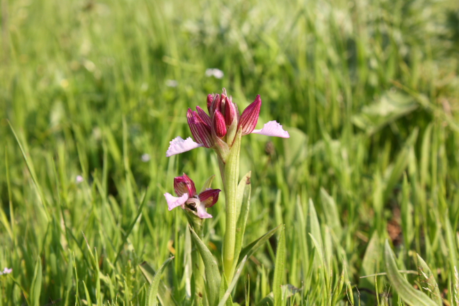 Wild orchid - Anacamptis papilionacea