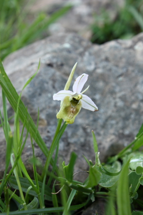Wild orchid - Ophrys biancae (fuciflora group)