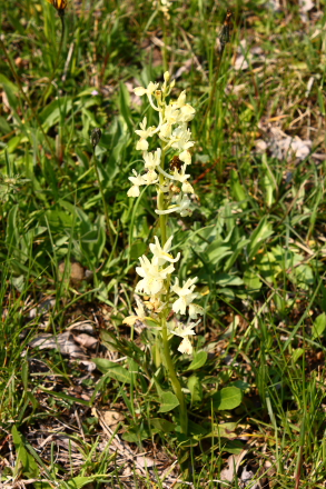 Yellow wild orchid in Sicily - Orchis provincialis