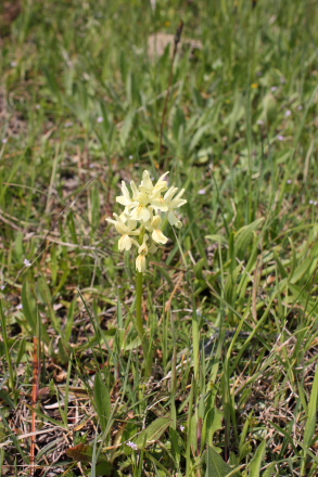 Yellow wild orchid in Sicily - Orchis provincialis
