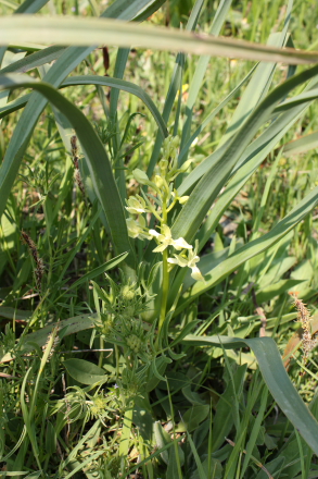 Yellow wild orchid in Sicily - Orchis provincialis