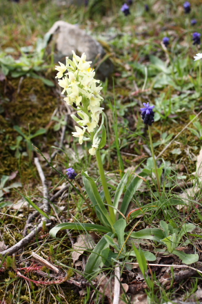 Yellow wild orchid in Sicily - Orchis provincialis