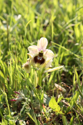 Wild orchid in Sicily (Ophrys tenthredinifera)