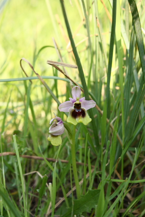 Wild orchid in Sicily (Ophrys tenthredinifera)