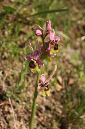 Wild orchid in Sicily (Ophrys tenthredinifera)