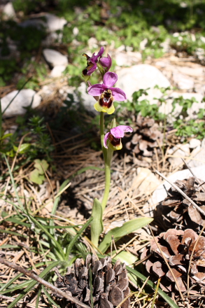 Wild orchid in Sicily (Ophrys tenthredinifera)