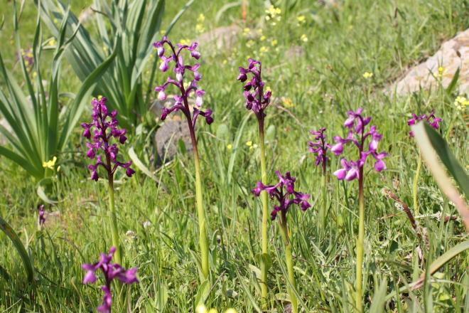 A pink, wild orchid (Anacamptis longicornu) in Sicily