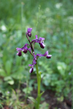 A pink, wild orchid (Anacamptis longicornu) in Sicily