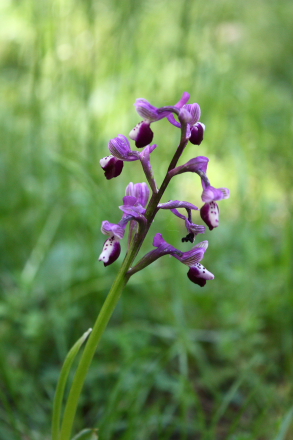 A pink, wild orchid (Anacamptis longicornu) in Sicily