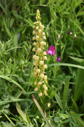 Sicilian wild orchid (Orchis anthropophora)