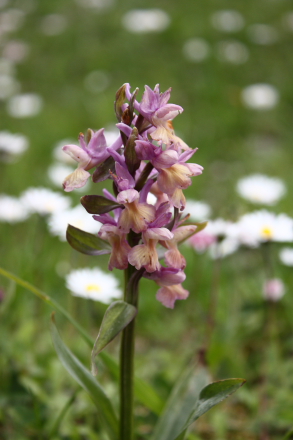 A pink Sicilian Orchid (Dactylorhiza romana)