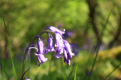 Bluebells in Clough Wood, Winster, Derbyshire