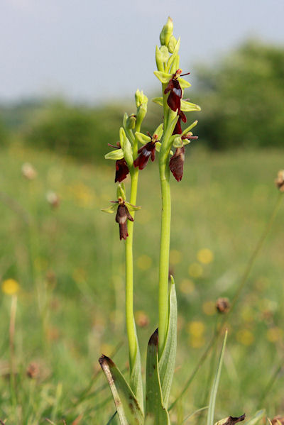 Rare fly orchids can sometimes be found on undisturbed ground 
    of disused mining sites