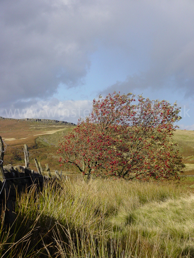 Looking across the windswept Dark Peak moor towards Stanage Edge