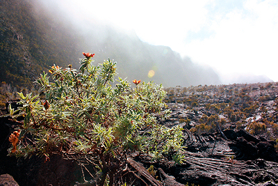 Early morning mist in the Enclos Foucque, Piton de la Fournaise, Ile de la Reunion, September 2009