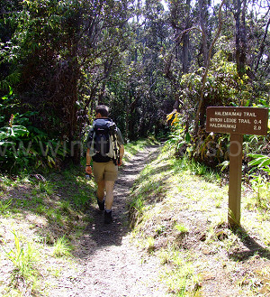 Pleasant walking along the trail down towards Halema'uma'u - September 2008