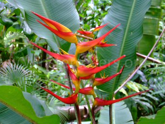 Vibrant colour at the Hawaii Tropical Botanical Gardens
