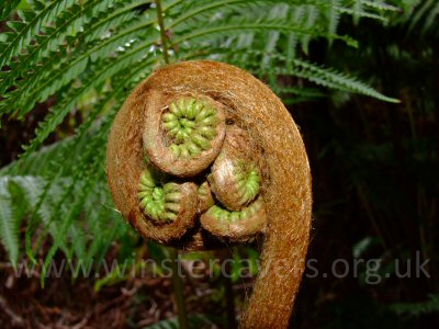 New growth on a Hawaiian Tree Fern (Hapu'u)