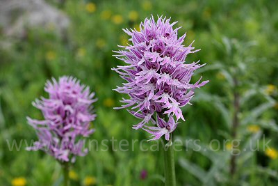 A few of the numerous orchids encountered on our walk in the Eastern Nebrodi