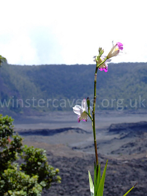 A lone bamboo orchid overlooking the Kilauea Iki Caldera - September 2008