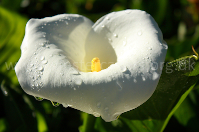 Arum lily in bloom near Marla, Cirque de Mafate, Ile de la Reunion, September 2009