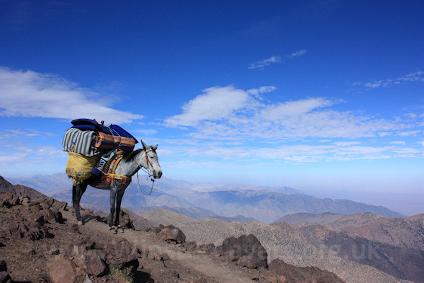 Placid, hard-working mule - High Atlas, Morocco